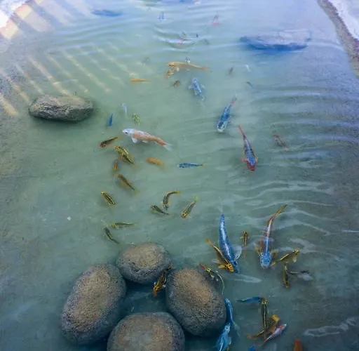 普拉萨海滩酒店 3* Pláka